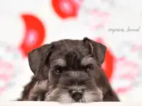 Девочка цвергшнауцера, фотография 2