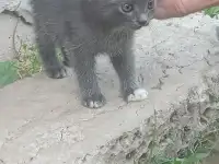 Отдам котят в добрые руки, фотография 2
