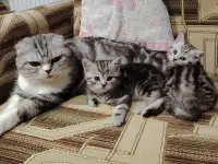 Котята страйты и фолды., фотография 5