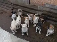 Щенки в дар