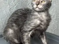 Ликой котята, фотография 2