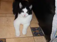 Домашний котенок 4мес. Умный, чуткий, заботливый, веселый, разговаривает, фотография 2