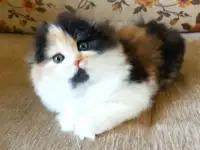 Шотландские котята яркого окраса, фотография 9