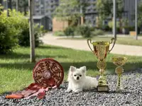 Чихуахуа девочка белая гладкошерстная, фотография 3