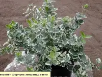Продам декоративные растения., фотография 4