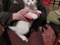 Отдам котят, фотография 3