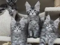 Котята мейн кун ждут Вас!, фотография 3