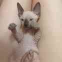 Котята канадского сфинкса, фотография 5