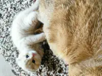 Шотландский котёнок, фотография 3