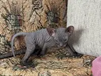 Котятки донского сфинкса, фотография 3