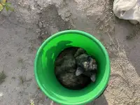 ВОЗНАГРАЖДЕНИЕ! Пропала Кошка Сима., фотография 6