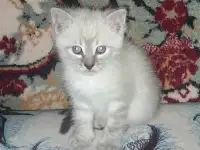 Малыш ищет дом.