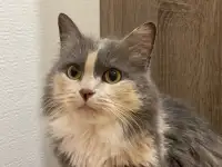 Трёхцветная кошечка Луна в добрые ручки!, фотография 4