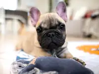 Французский бульдог девочка