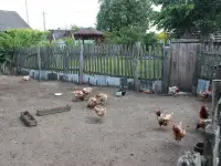 Продается дом в деревне с участком, Малоритский рвйон, д. Пажежин, фотография 4