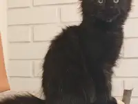 Мэйн кун мальчик, фотография 2