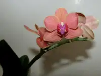 Орхидея фаленопсис мультифлора