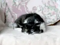 Котятки в дар, фотография 4