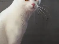 Котик в дар, фотография 6