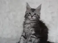 Очаровательная кошечка Мейн-кун!!!, фотография 2
