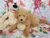Пудель
