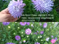 Безвременник, Хризантема, Георгины, Астры, Лилии, фотография 2