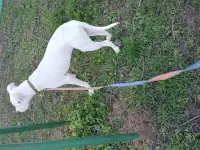 Щенок стаффорда, фотография 2