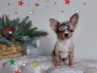 Мини чихуахуа.Эксклюзив. Мерле., фотография 7