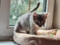 Котята в дар, фотография 10