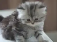 Шотладнские  вислоухие, фотография 8