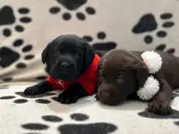 Чистокровные щенки лабрадора