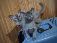 Котята европейской бурмы, фотография 4