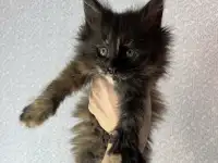 Мейн кун, фотография 8