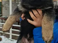 Продам щенка немецкой овчарки, фотография 2