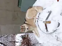 Щенки ищут новый дом, фотография 3