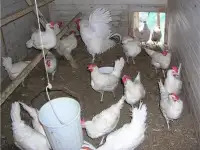 Куры несушки доставка по району, фотография 2