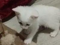 Красивые котята в дар, фотография 5