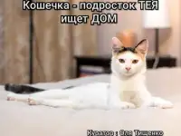 Кошка ТЕЯ ИЩЕТ дом, фотография 8