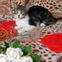 Котенок ищет дом, фотография 2