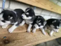 Продаются щенки породы сибирский хаски, фотография 4