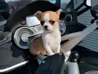 Щенок чихуахуа девочка