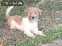 Щенок Джек Рассел терьера
