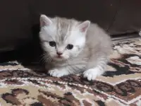 Продам котят шотландской породы, фотография 8