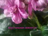 Фиалки, фотография 2