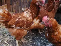 Продам кур несушек