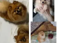 Щенки померанского шпица