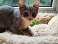 Котята в дар, фотография 7