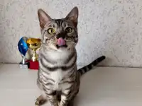 Бенгальские котята