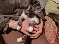 Отдам котят, фотография 5