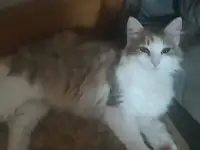 Коты, кошки и котята, фотография 3